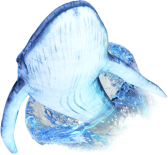 クジラのダイビング