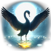 夜の白鳥